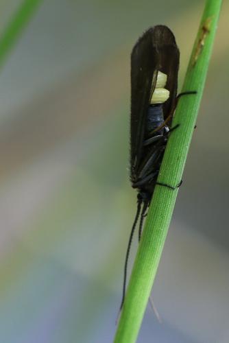 Notidobia ciliaris
